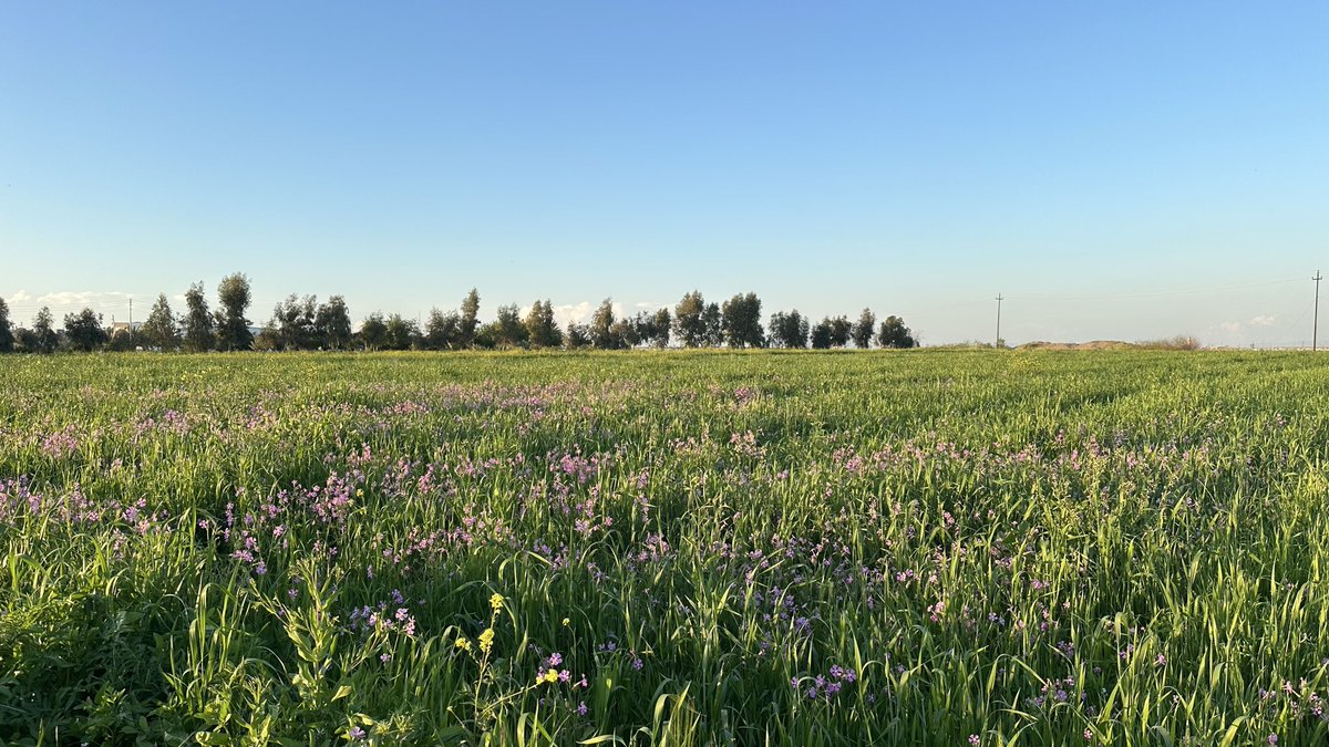 إدريس العبد tweet media