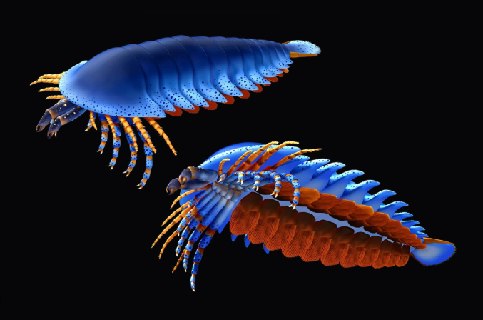 PaleontologieFr's tweet photo. Une “araignée” géante vieille de 500 Ma révélée ! 🕷️
#Megachelicerax cousteaui éclaire l’origine des #chélicérates (araignées, scorpions…) dès le #Cambrien.
#Arthropoda #Chelicerata
📰https://t.co/i5W6n8RVcy
🔎https://t.co/pY6eqJyfNp https://t.co/zNVqnAr9xc