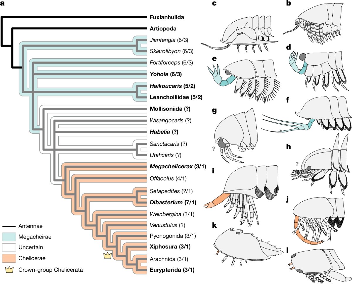 PaleontologieFr's tweet photo. Une “araignée” géante vieille de 500 Ma révélée ! 🕷️
#Megachelicerax cousteaui éclaire l’origine des #chélicérates (araignées, scorpions…) dès le #Cambrien.
#Arthropoda #Chelicerata
📰https://t.co/i5W6n8RVcy
🔎https://t.co/pY6eqJyfNp https://t.co/zNVqnAr9xc
