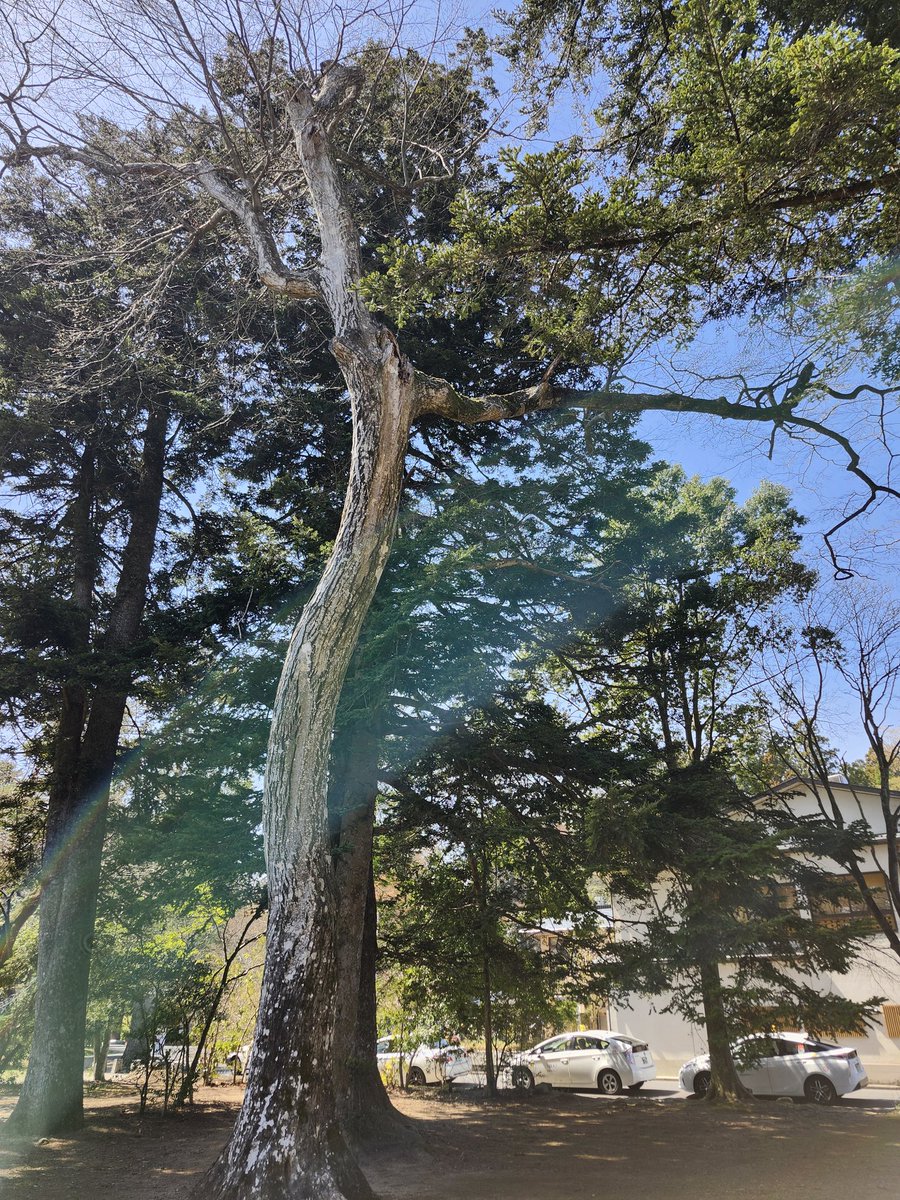 mori_tetsuhiro's tweet photo. 桜も綺麗だったし神前式されてる方もおり、日差しも暖かくいい気持ちで過ごせました https://t.co/5HQxtbOYuQ