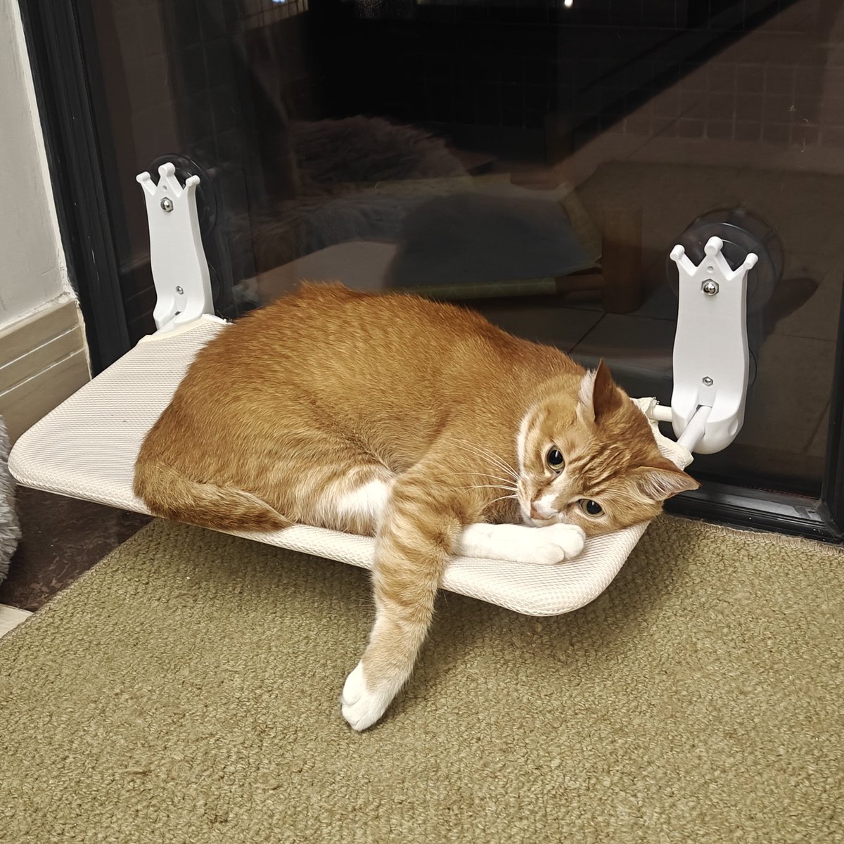 毒舌保胎丸 tweet media