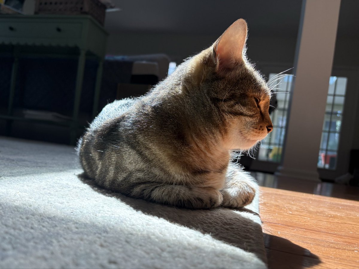 coda (@codakitten) / Posts / X