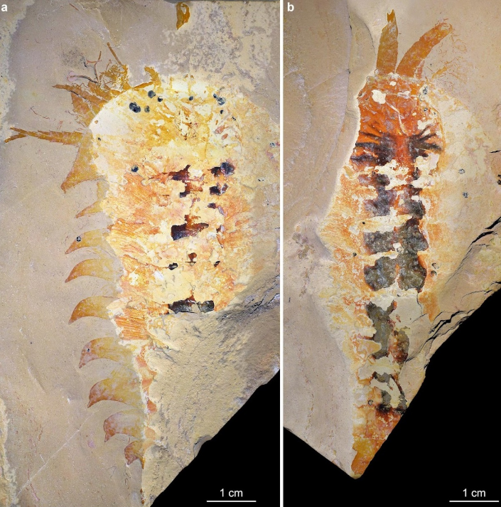 PaleontologieFr's tweet photo. Une “araignée” géante vieille de 500 Ma révélée ! 🕷️
#Megachelicerax cousteaui éclaire l’origine des #chélicérates (araignées, scorpions…) dès le #Cambrien.
#Arthropoda #Chelicerata
📰https://t.co/i5W6n8RVcy
🔎https://t.co/pY6eqJyfNp https://t.co/zNVqnAr9xc