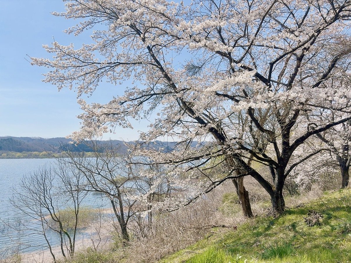 ka_ran0101's tweet photo. 午前中は天気良くて花見日和🍡*⋆🍺*⋆🌸*⋆🍃
午後は曇ってきたー( ´ᐞ` ) https://t.co/coxIdbz2Vr
