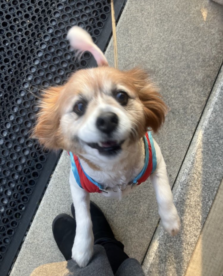 碧葵(あおい) tweet media