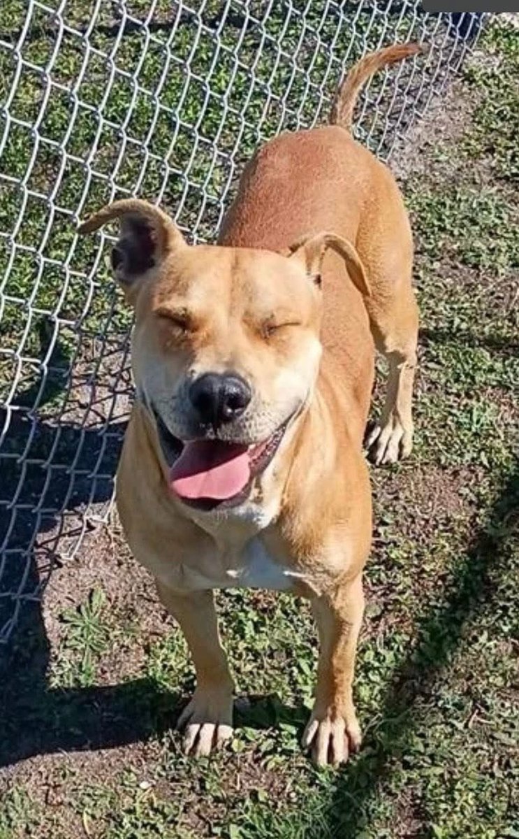 LisaBrabson's tweet image. BUD #A385683 4YO 
⚠️ PLZ SAVE ME😪
BUD is still alive,but suffering from 'kennel stress," from being at shelter😭
He is a bit aggressive (who wouldn't) &amp;amp; is giving up!
WILMA'S rescue is willing to save him but need $700 for a special kennel 
If u can plz #Donate or Sponser #TX