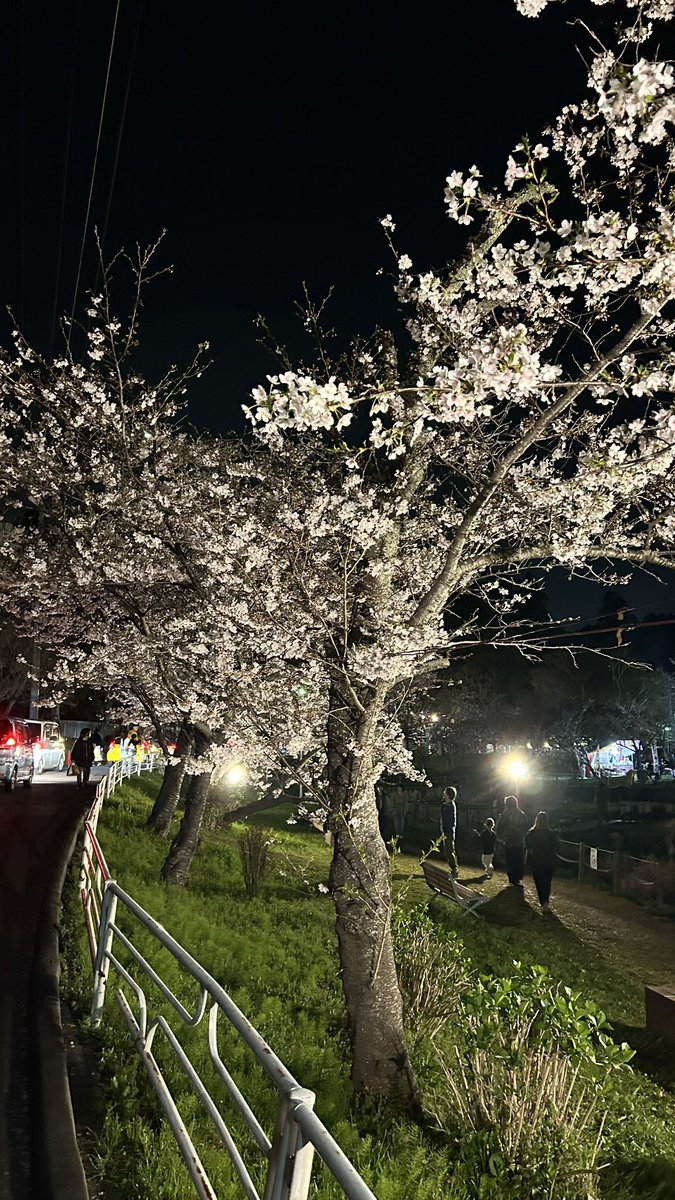 l94q0's tweet photo. 桜と盛れたリアクション https://t.co/8nbHJrYOIV