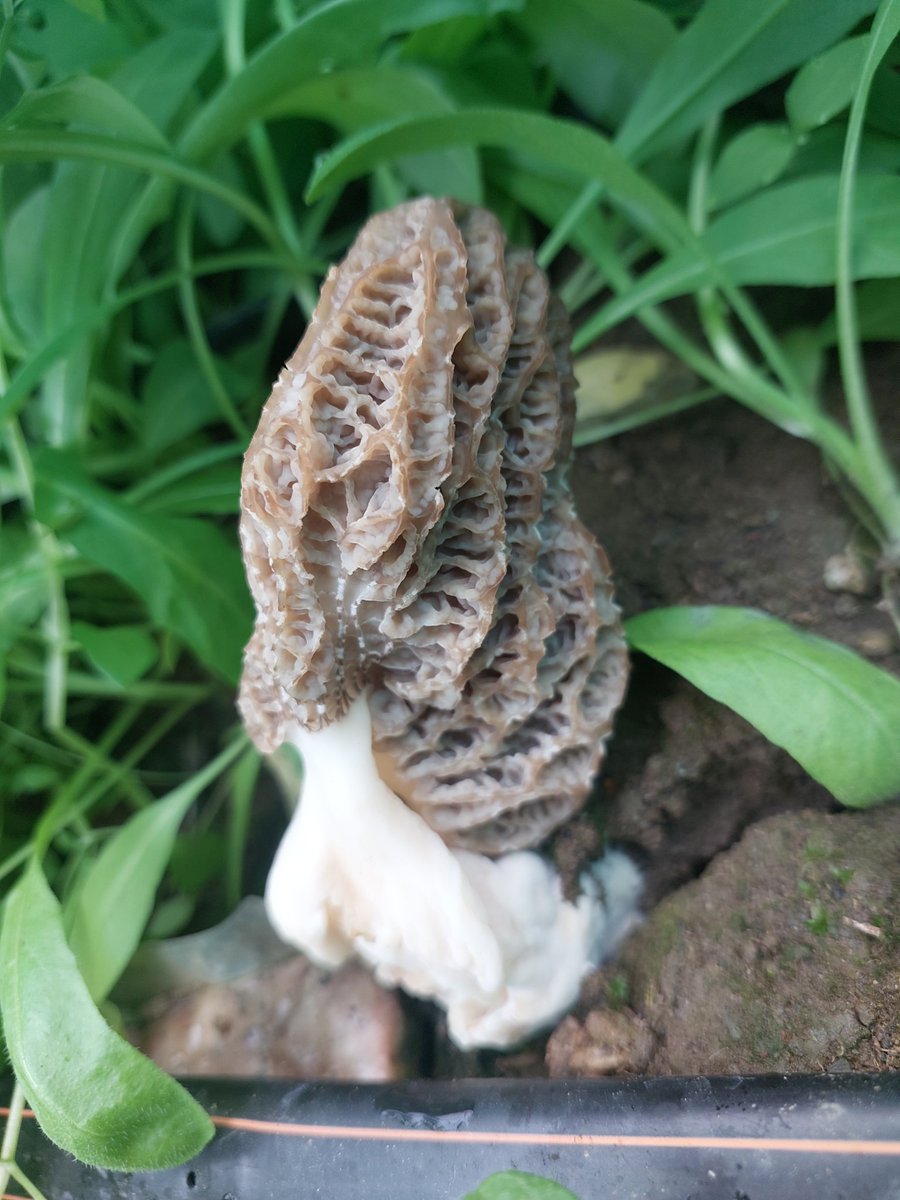 skuast_kashmir's tweet photo. SKUAST-K cracks cultivation of Gucchi (Morchella), the world’s costliest wild mushroom 🍄

Scientists standardise production under greenhouse &amp; open-field conditions. turning a rare forest product into a scalable agri-enterprise.

Major boost for J&amp;K’s bio-economy. https://t.co/6Ivn8tDV4O