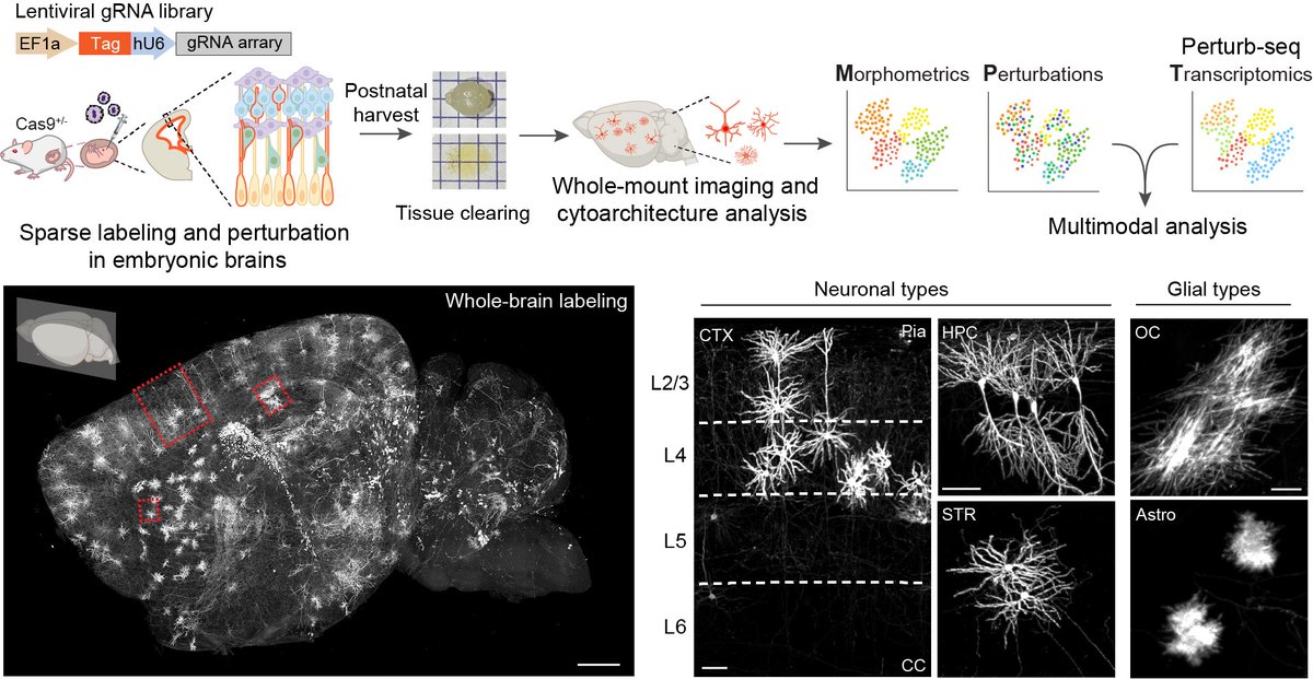 Xin Jin, PhD tweet media