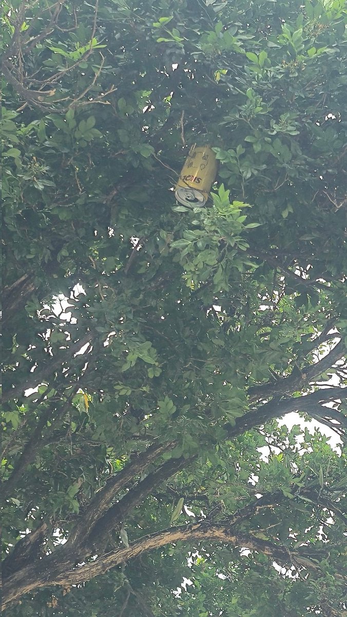 Gabriel Kiwii Cafajeste 🌿🥝 tweet media