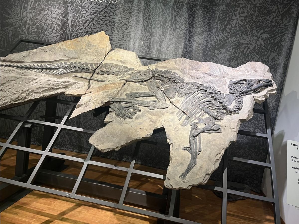 PaleontologieFr's tweet image. Italie 🇮🇹 : les #dinosaures Antonio et Bruno, #fossiles exceptionnels du site de Villaggio del Pescatore !
#Crétacé #Hadrosauridae 

sciencesetavenir.fr/archeo-paleo/a… via @Sciences_Avenir