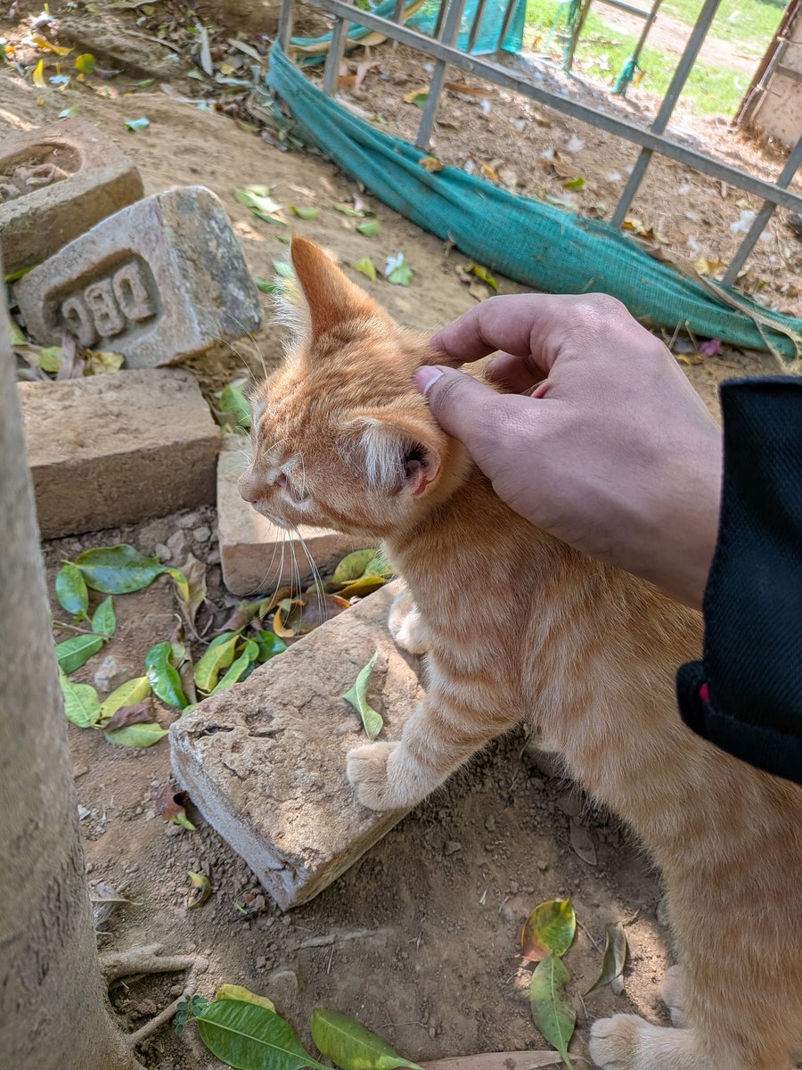 akash 𓅰 tweet media