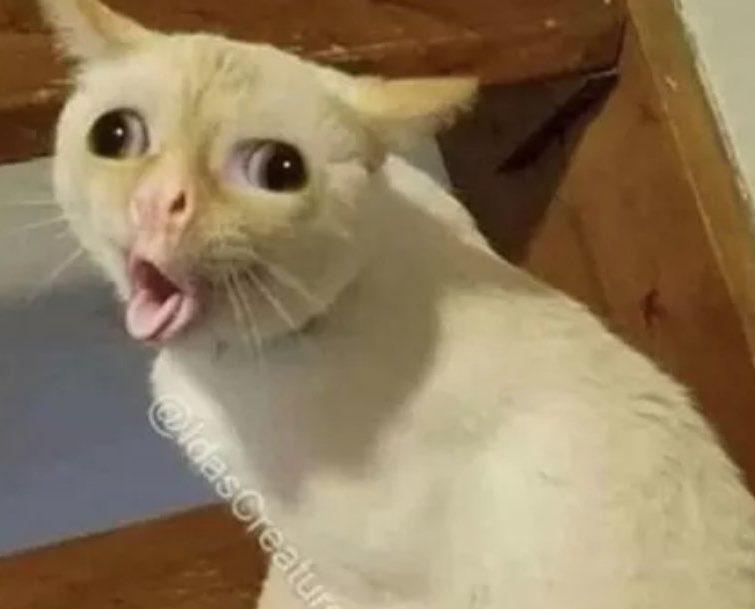 vjinsus⁷ tweet media