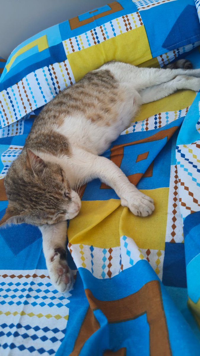 IshuVerma0001's tweet image. #Good Night !!!
😴💤😛😃
#Sweet dreams 💤 

हम सो गये 😂