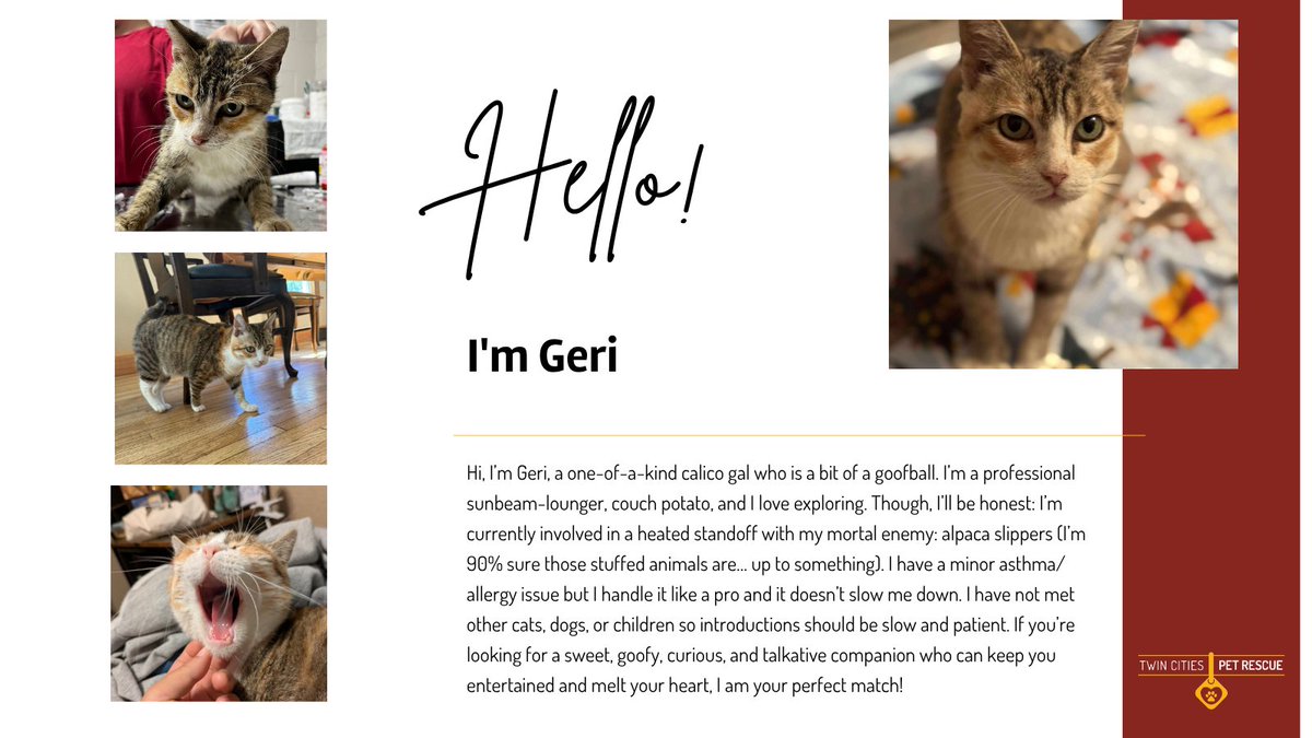 tcpetrescue's tweet photo. Learn more about Geri Here - https://t.co/WhEnO2gJLM
#AdoptDontshop #AdoptACat #MinnesotaRescue https://t.co/Zxbc2NnHcA