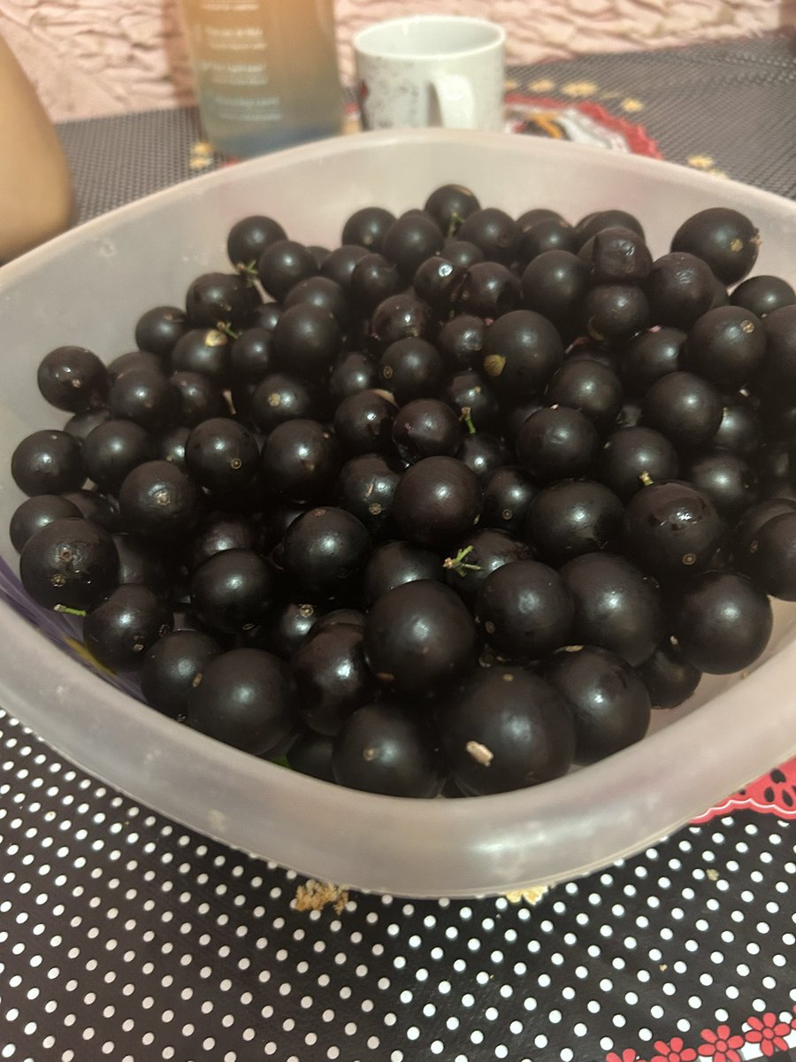 lobotomia_hjas's tweet image. Quantas call sera?