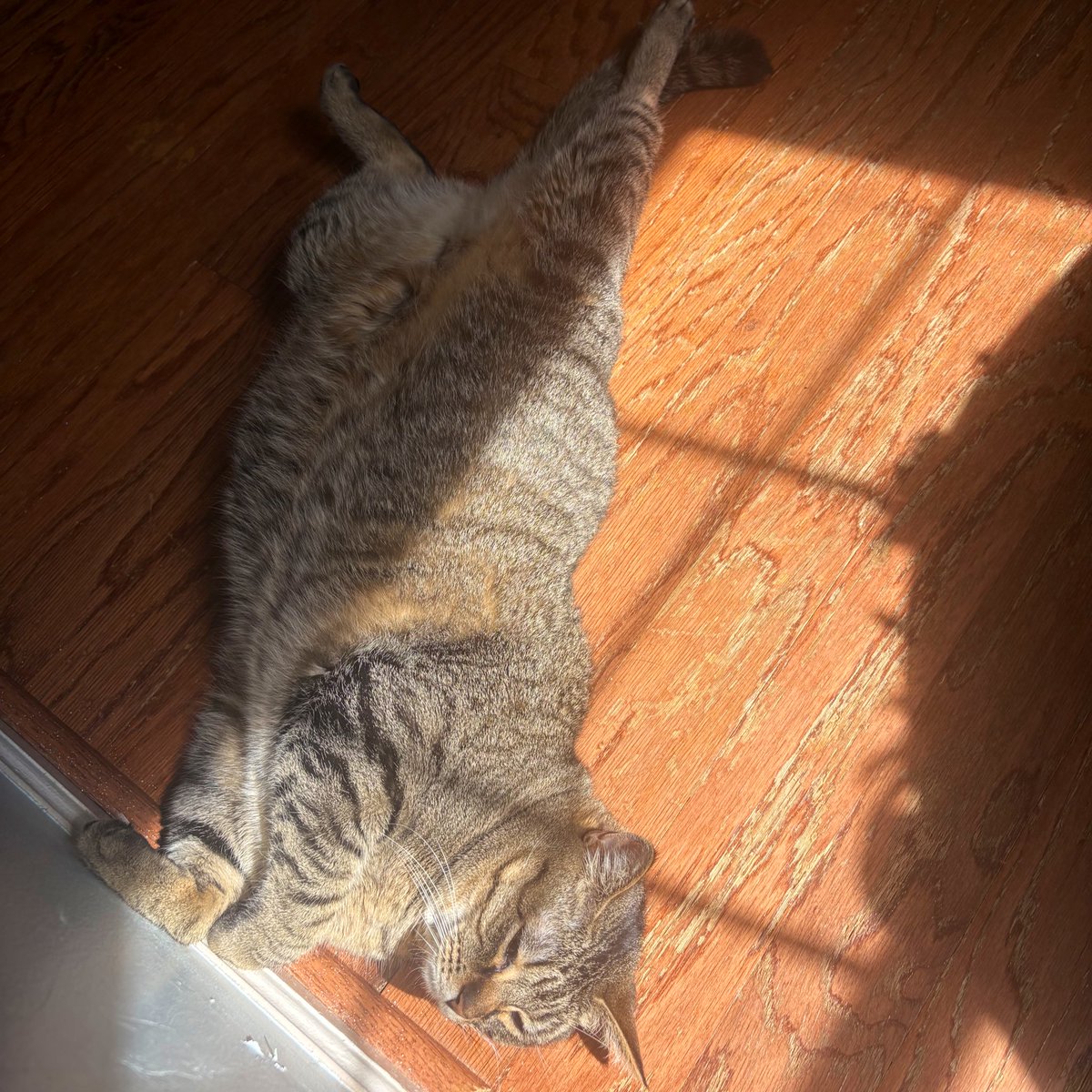 dr. alicia andrzejewski (she/her) tweet media