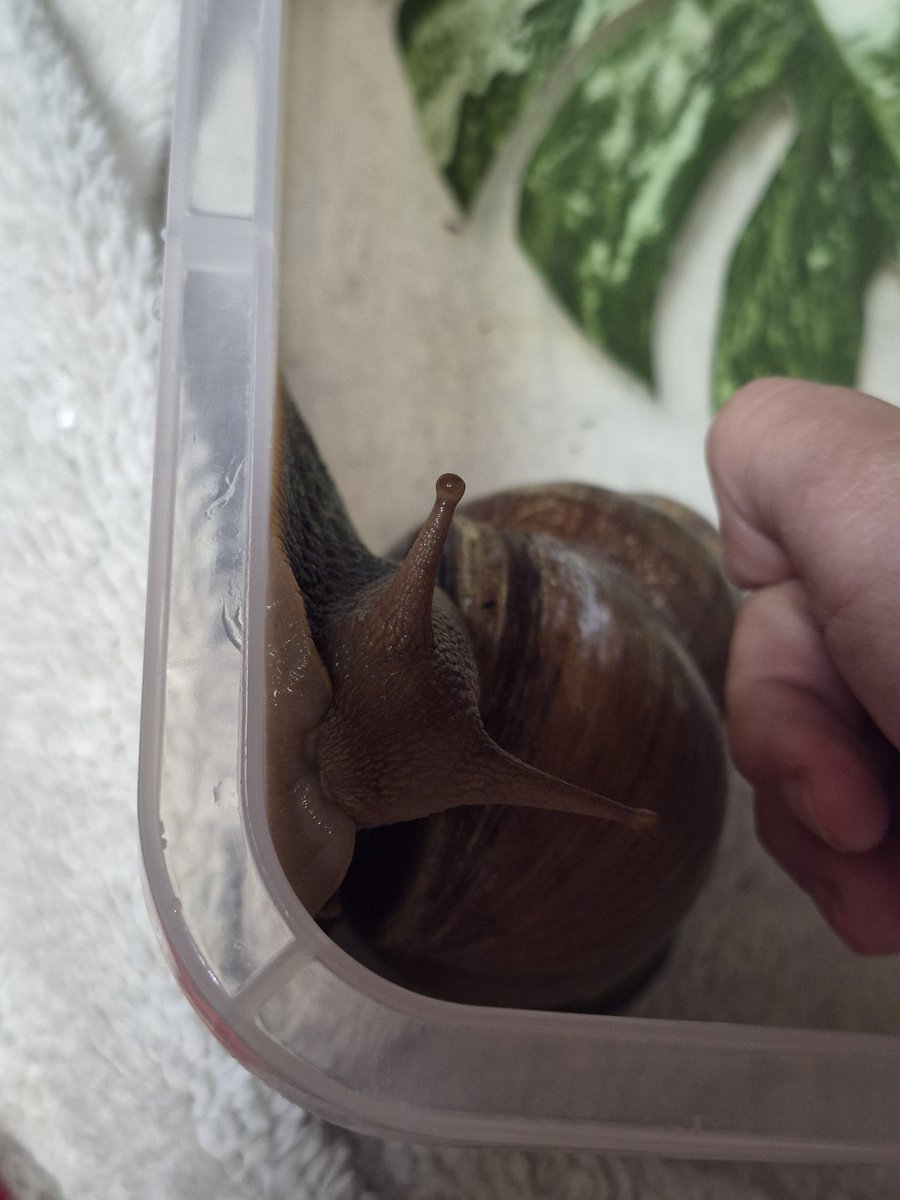 울새 🐌 tweet media