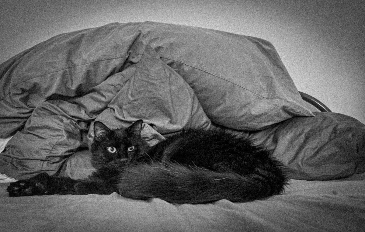 Perpetual Renewal tweet media