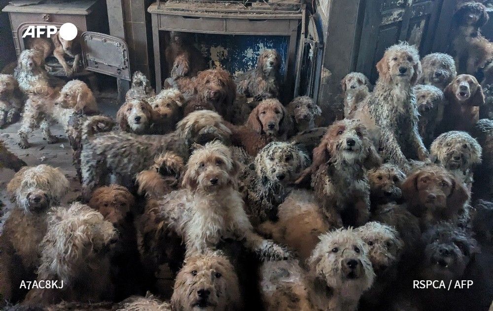 Agence France-Presse tweet media