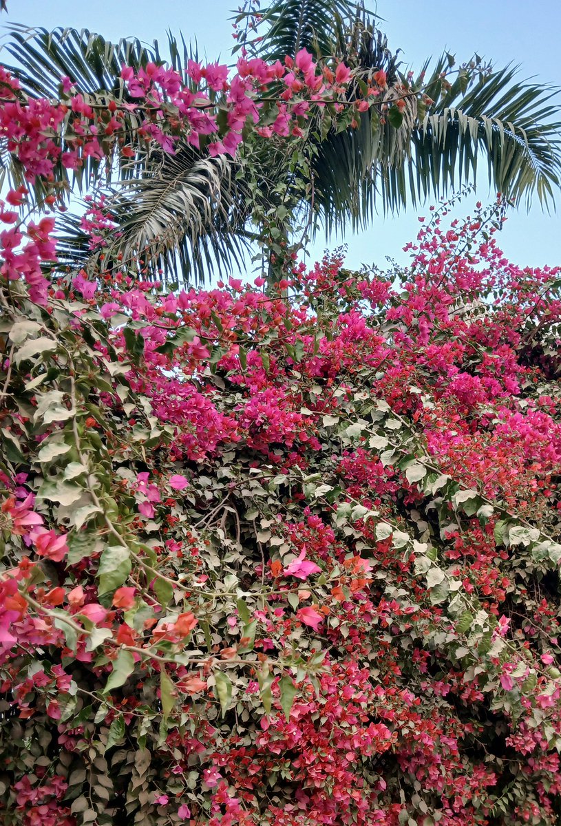 sunita panwar tweet media