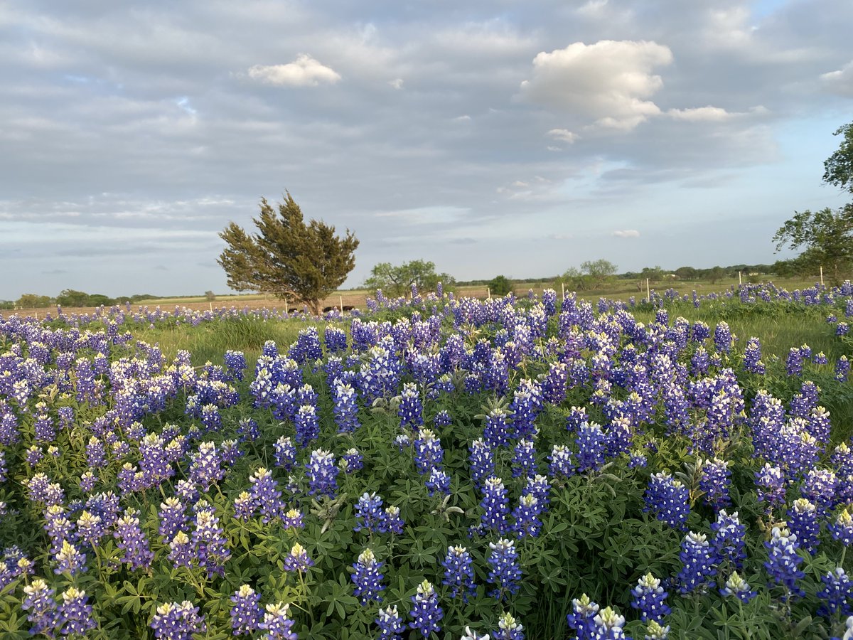 NOW is the time to see Ennis in Bloom!  Visit the Ennis Bluebonnet Trails today.  Get your trail map at the Ennis Welcome Center 201 NW Main Street in Downtown Ennis or download one online at bluebonnettrail.org.