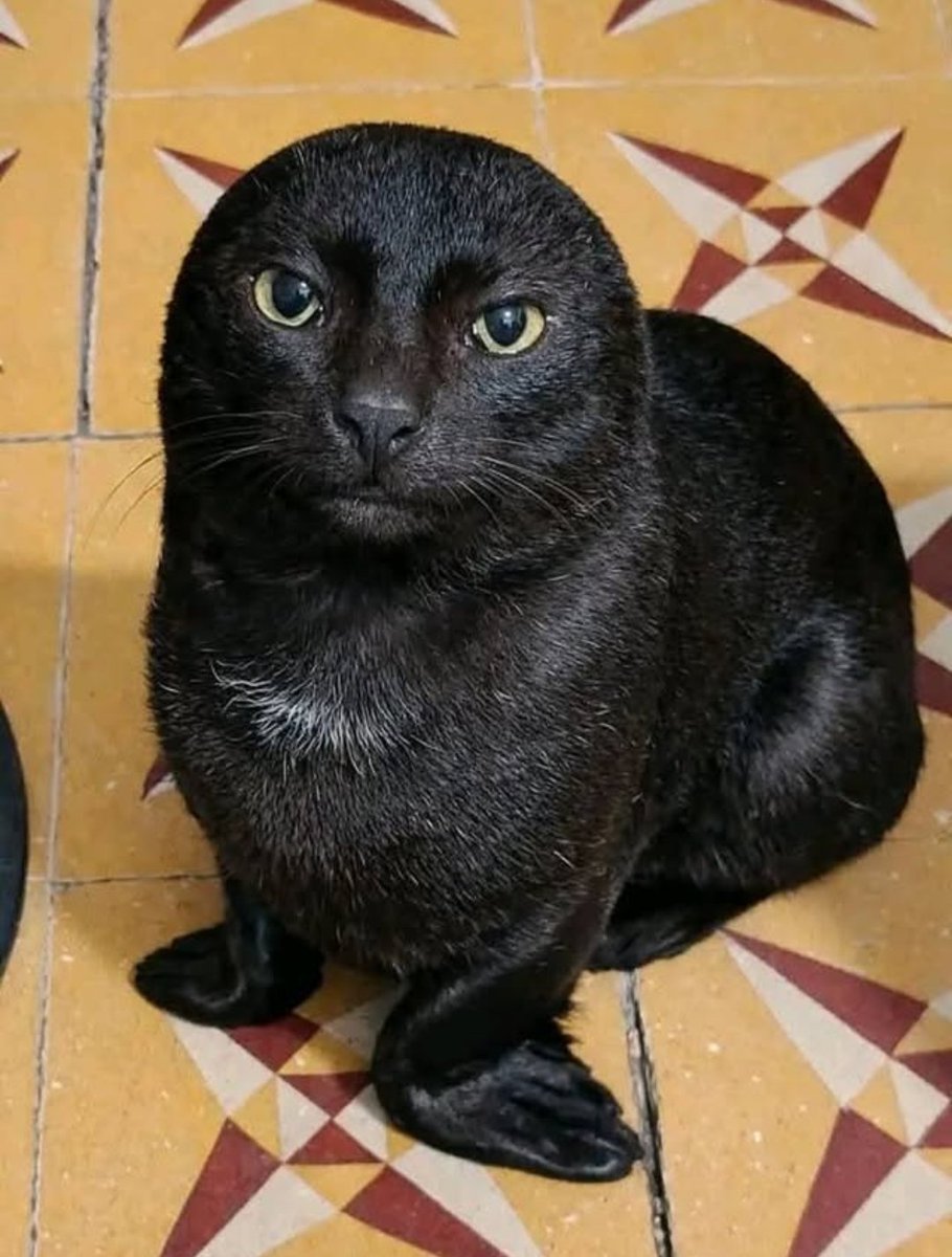 𝐇𝐨𝐥𝐲 🎸𝐆𝐮𝐢𝐭𝐚𝐫 tweet media