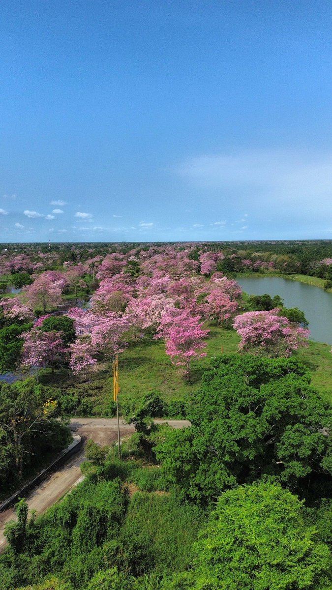 xevtfm's tweet photo. 📸 #EnFotos | 🌸 Macuilíes en todo su esplendor, desde ✨ #Fronterita, #Tabasco 📍

Fotos FB📸 PeAl Ju Car https://t.co/QwbYimrJwA