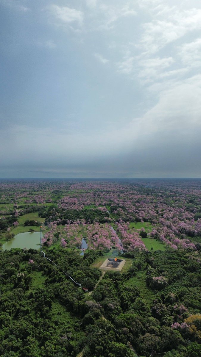 xevtfm's tweet photo. 📸 #EnFotos | 🌸 Macuilíes en todo su esplendor, desde ✨ #Fronterita, #Tabasco 📍

Fotos FB📸 PeAl Ju Car https://t.co/QwbYimrJwA