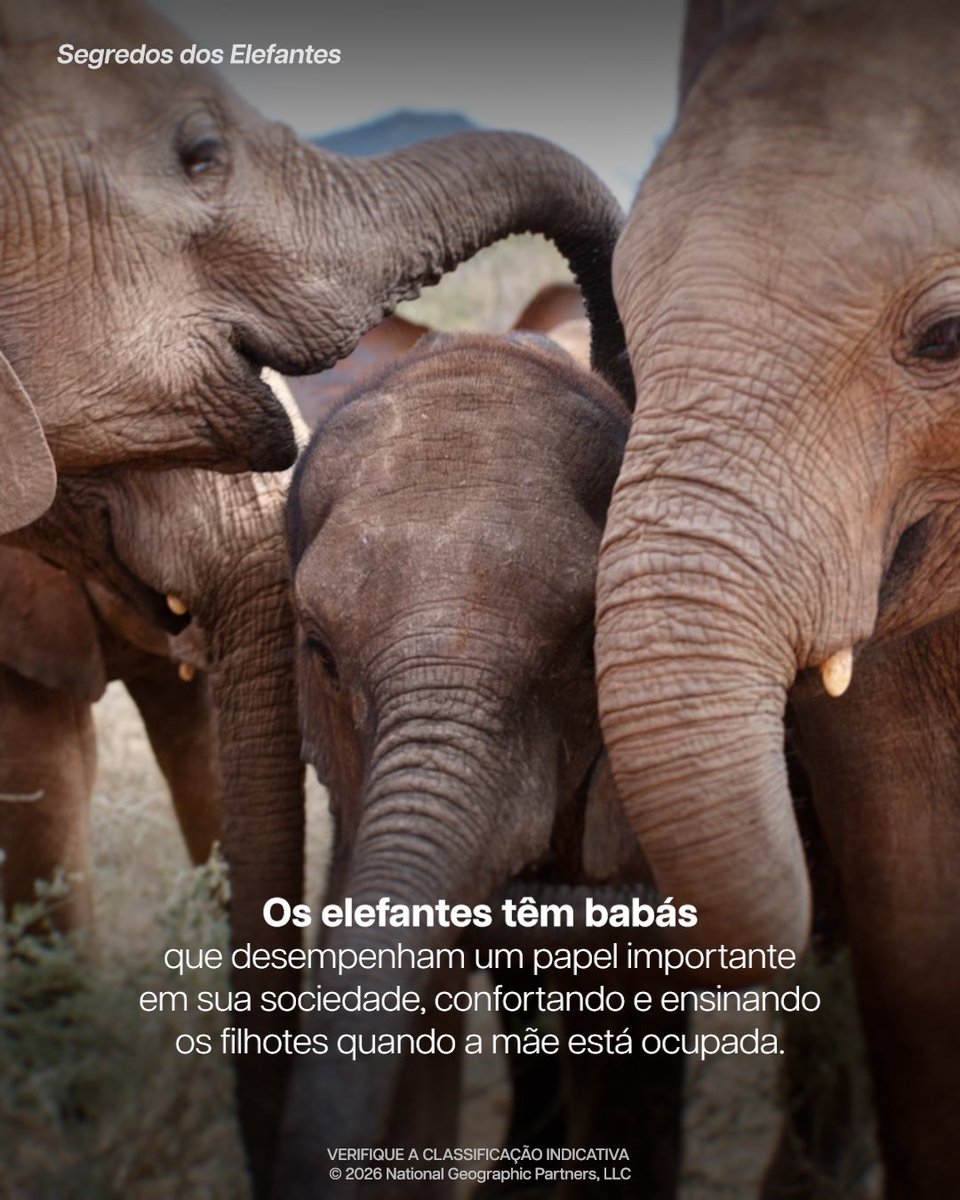 natgeobrasil's tweet photo. E esses? https://t.co/Kd60uuSL4q