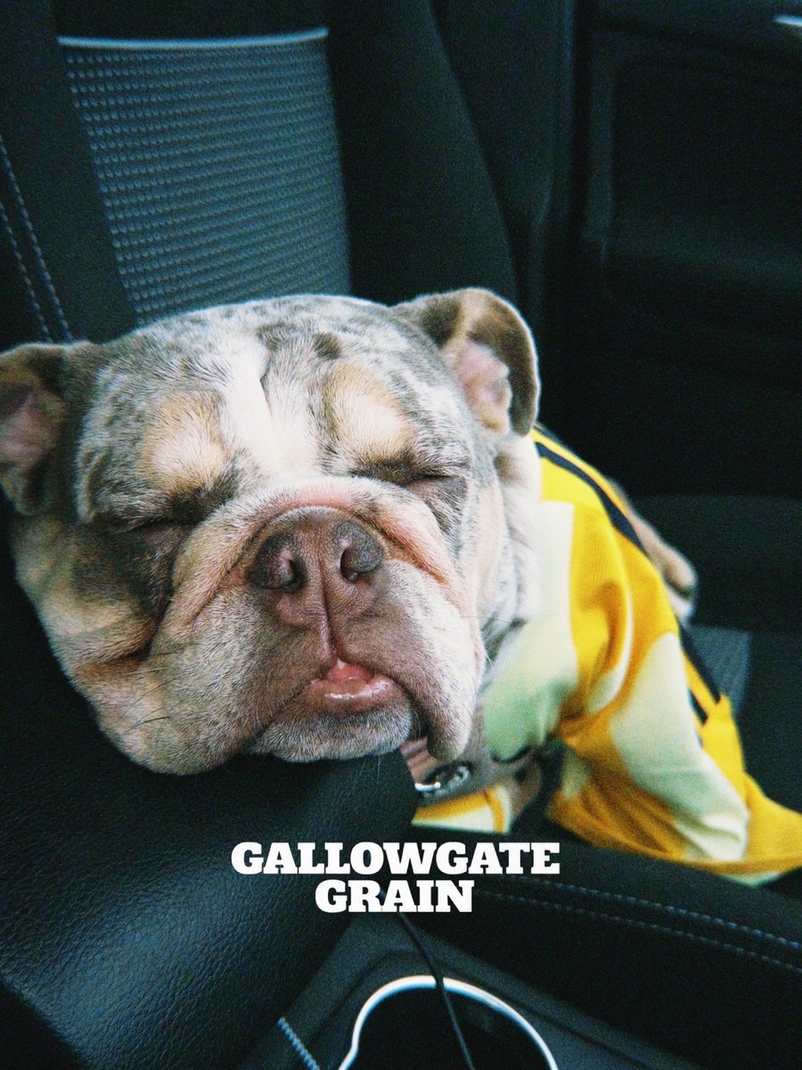 Gallowgate Grain tweet media