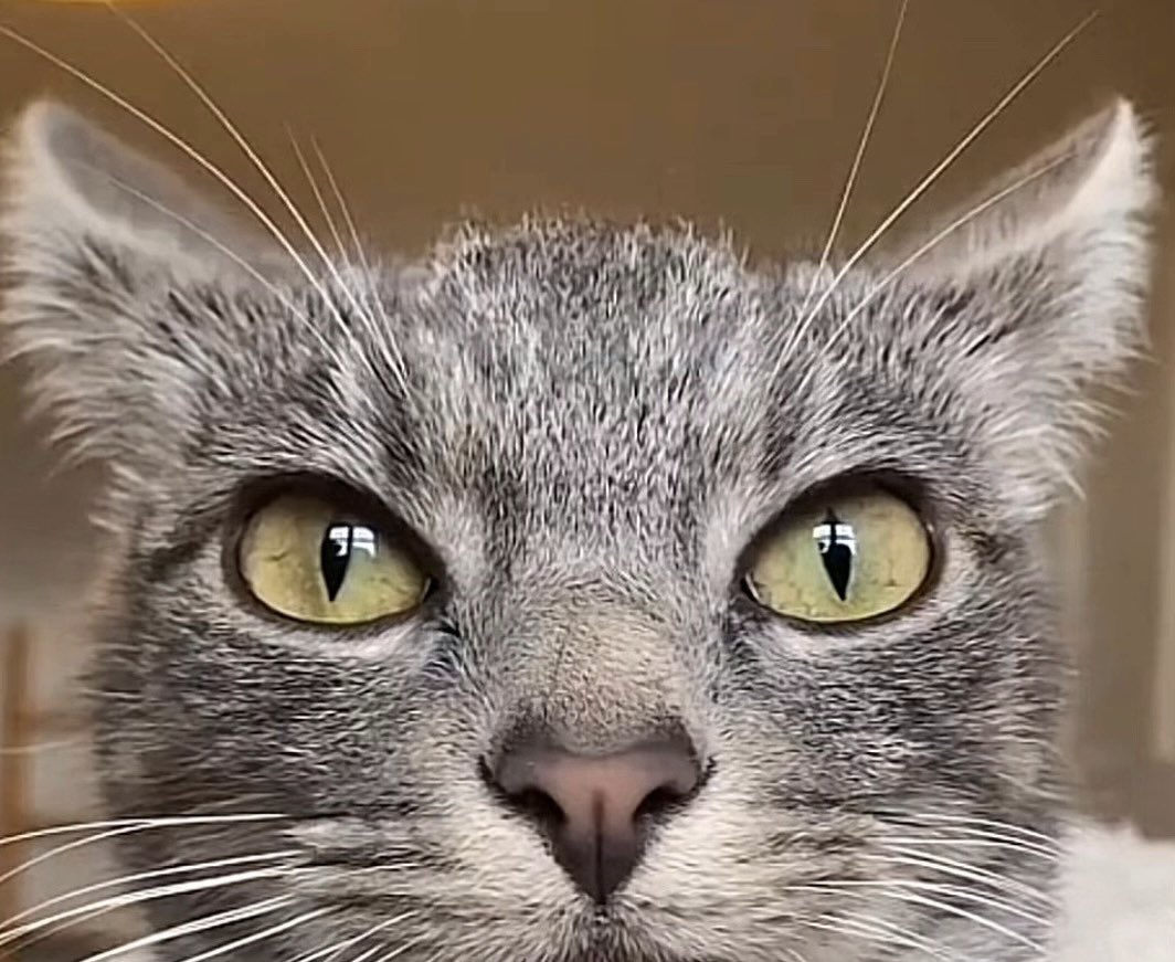 🏳️‍⚧️⟢Beatrice⟢🏳️‍⚧️ tweet media