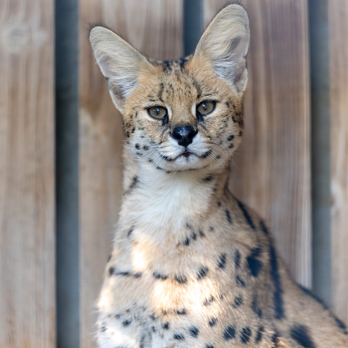 空白寺 tweet media