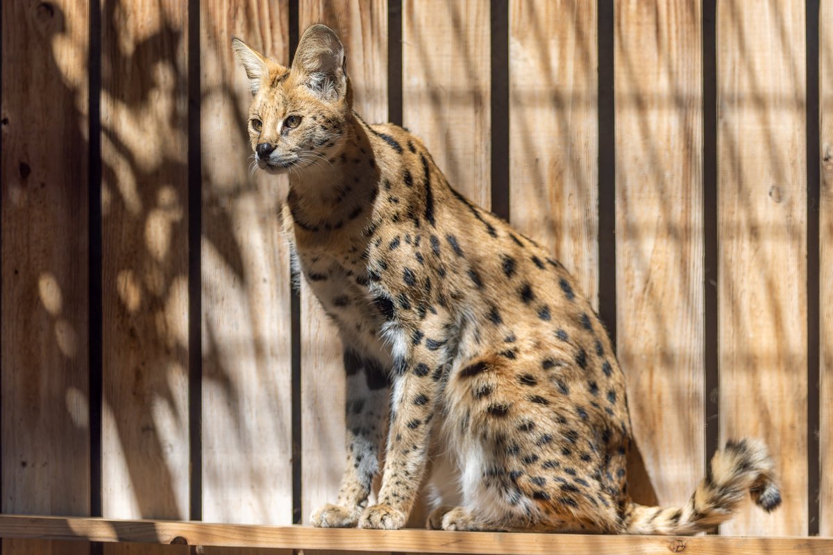 空白寺 tweet media