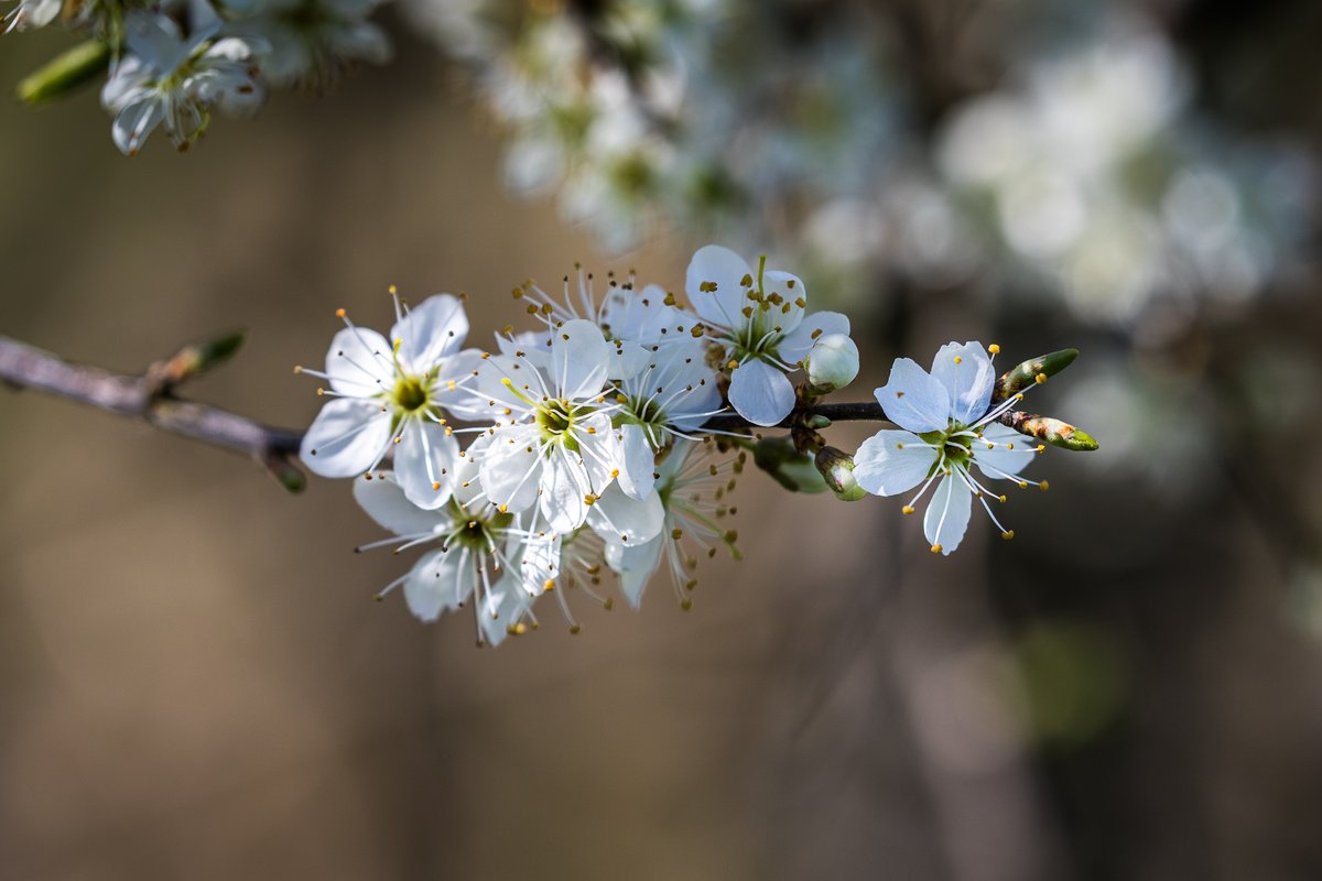 jonny_kopp's tweet photo. #blossom from my #backyard #heitenried #switzerland #inspiredlandscapephotography https://t.co/QHFzi9aTFq