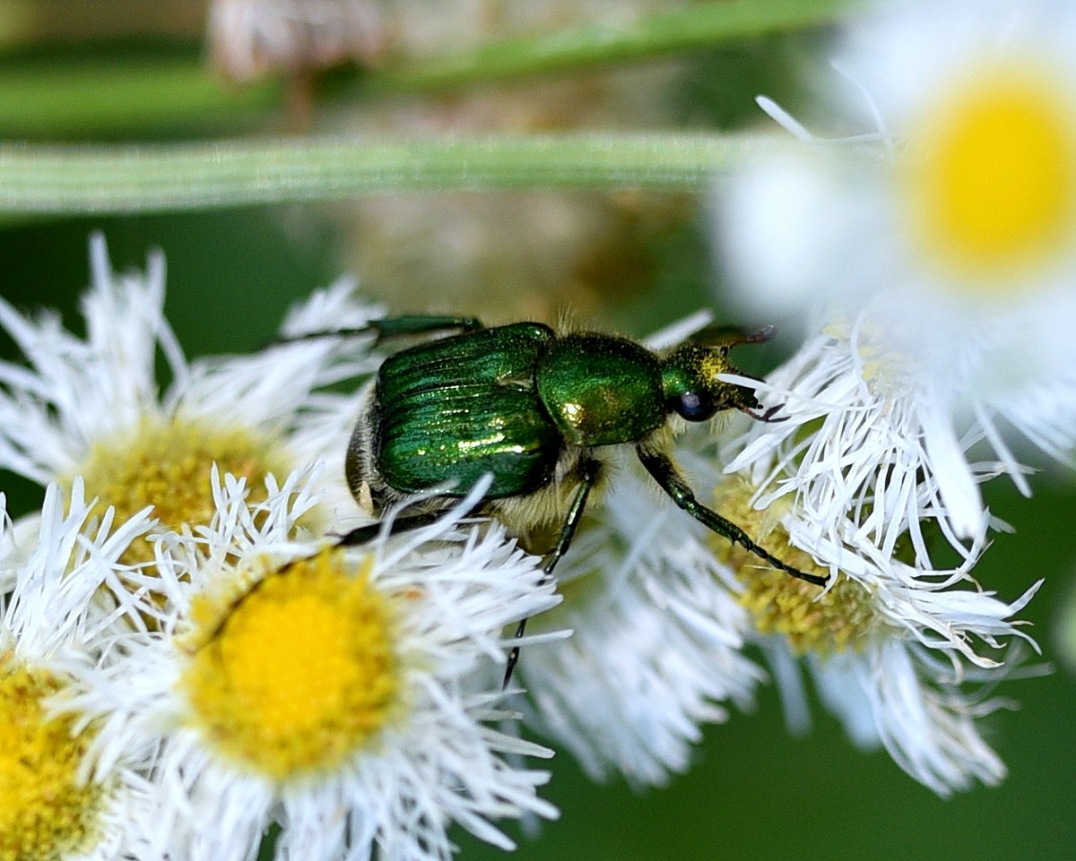 bat52301's tweet image. 🌼Thursday mood: bright, shiny, and full of pollen! 

Met this adorable little green jewel in my yard today. He was just vibing on the flowers like a tiny emerald king 🪲 💚

 Who else has the cutest backyard visitors? #ThursdayVibes #BackyardNature #ShinyBeetle
