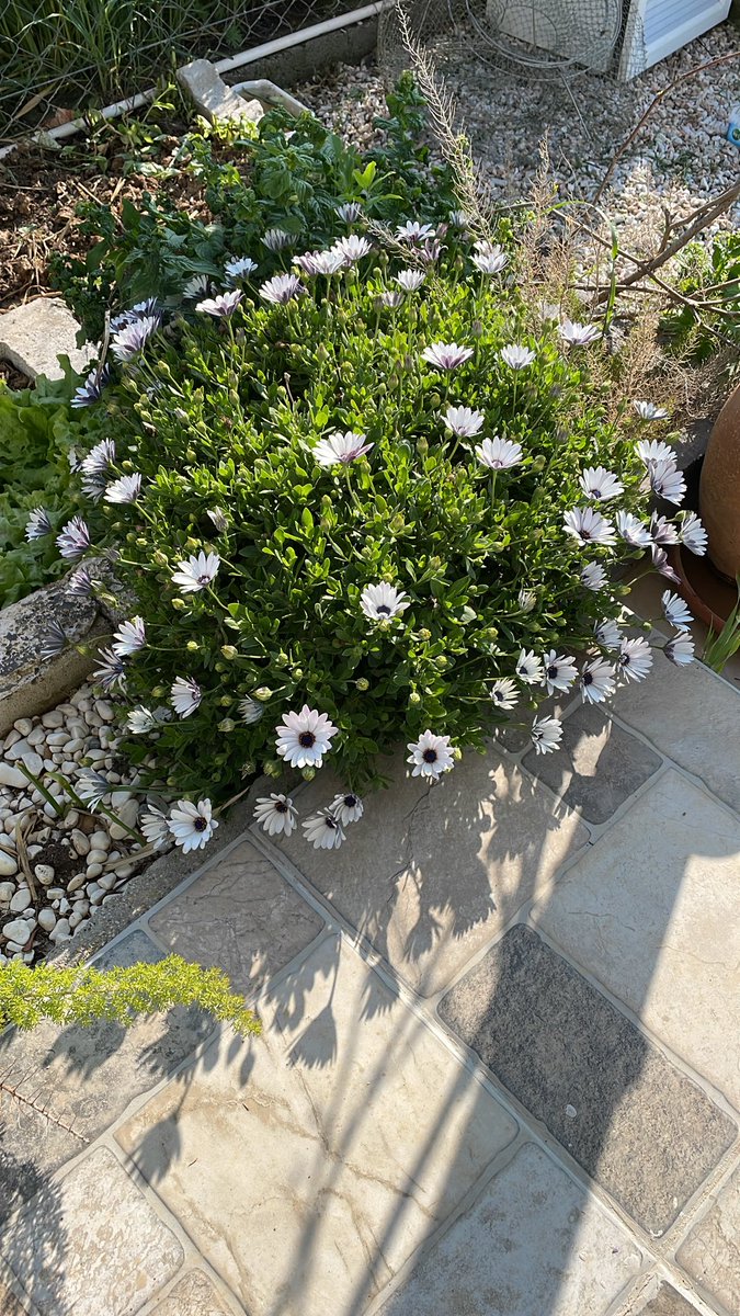 Evimi, kedilerimi, bahçemi, şehrimi çok özledim bennnn. 🥺
Herkese gönlünce bir akşam diliyorum✨☕️🙋‍♀️🍀🕊️

#Muğla
#Bodrum
#İyiakşamlar