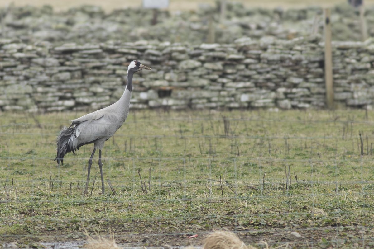 maddyhine280's tweet photo. A long overdue island tick today! A very nice surprise when this Crane flew past me, giving better views later on in the field at Rue @NRonBirdObs https://t.co/zJY2YqrBwt