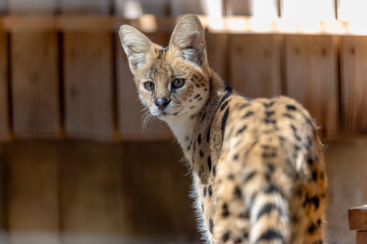 空白寺 tweet media