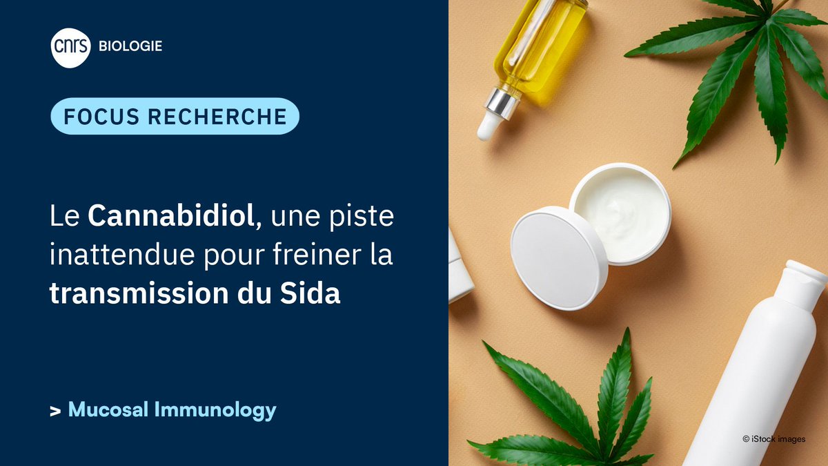 CNRSbiologie's tweet photo. #ResultatScientifique🔎| Et si une molécule issue du cannabis aidait à empêcher la transmission du VIH ? Une étude révèle un mécanisme prometteur qui pourrait ouvrir de nouvelles pistes de prévention 🦠 
✍️ Yonatan GANOR 
📕 @MucosalImmunol 
▶️ https://t.co/aHCeM569QZ https://t.co/1vGHZYjfBT