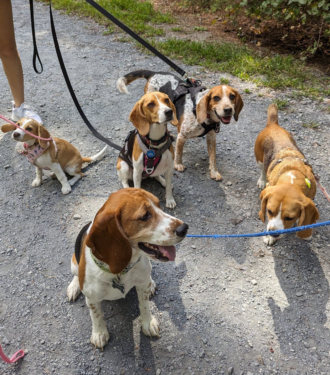 BeagleBrigadeGA's tweet image. Happy #Throwback from when Yeti met some of our #Beagle friends at the park! 

#TBT
#Beagles
❤️