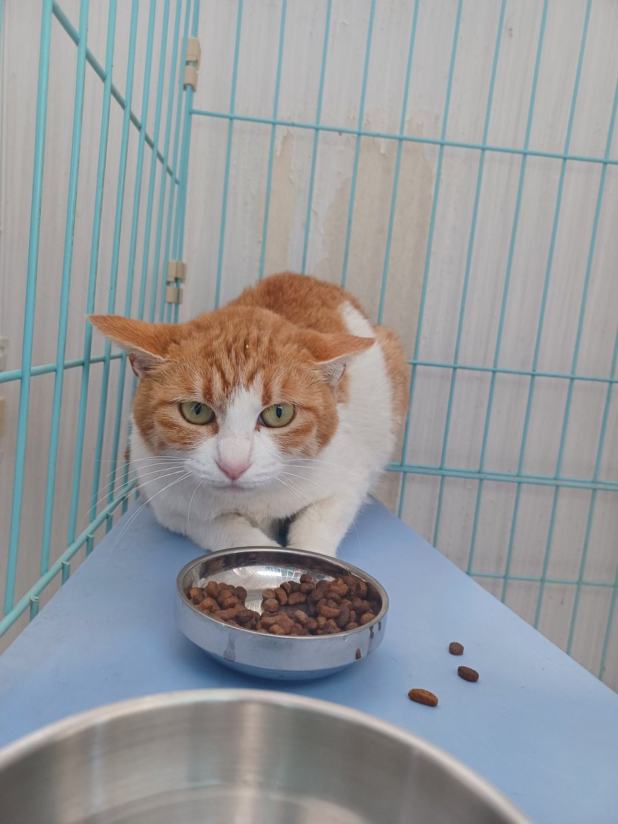 この子は一才くらいの男の子。
茶白ファミリーは落ち着いたら、イコール保護猫譲渡会に参加予定です。

厳格な脱走防止意識を持ち
香料を使う製品の使用を控えて頂けるおうちを希望しています。

#市川市　#保護猫