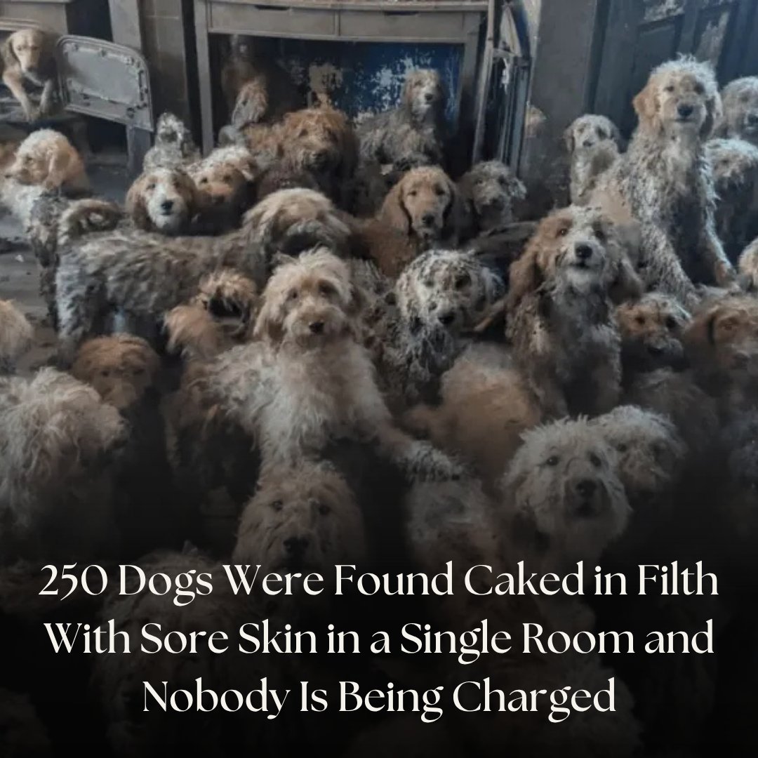 IBTimesUK's tweet image. 250 dogs were discovered in severe neglect inside a single property, but public disbelief over the images quickly turned the case into a viral controversy

#UK #Dogs #Peta #UKNews

Read More: ibtimes.co.uk/250-dogs-rescu…