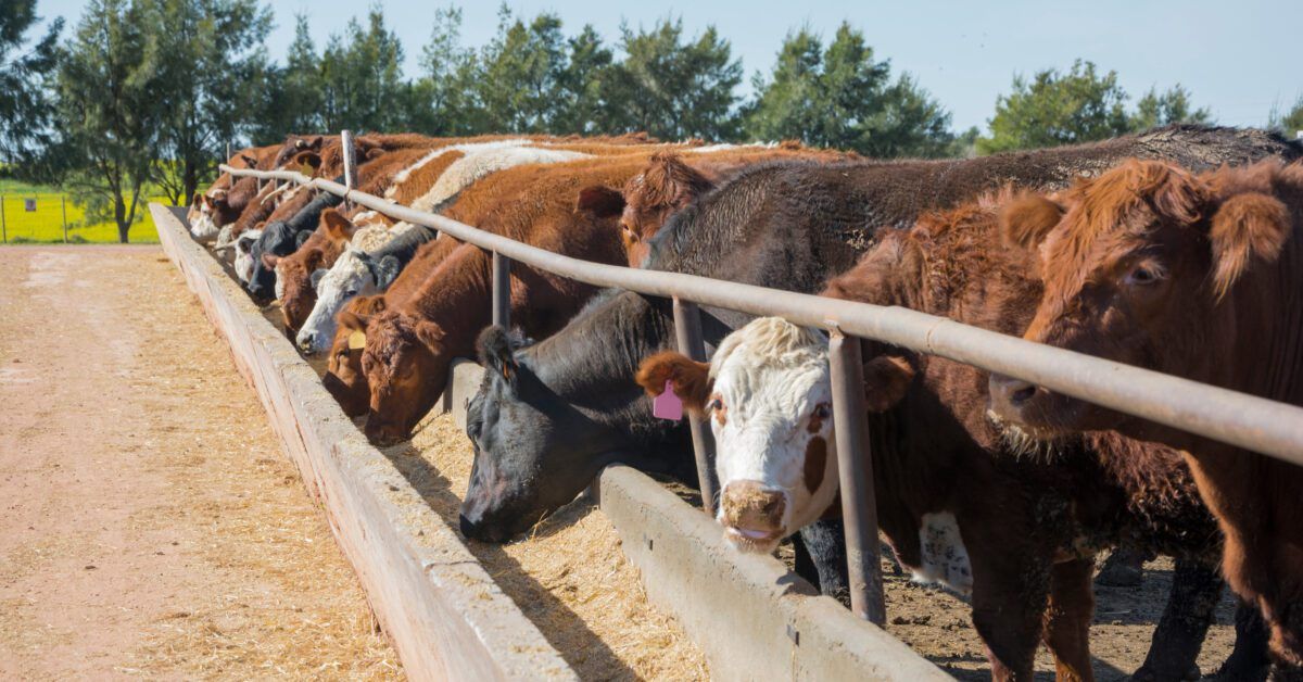 WesternAgReport's tweet photo. Is confinement feeding for you? With drought still prevalent in a significant portion of cattle country, Karla Wilke, PhD, discusses considerations for confinement feeding on your operation. Full details here 👇 

https://t.co/2BdOUIcZMO https://t.co/8w9yXsY3Sl