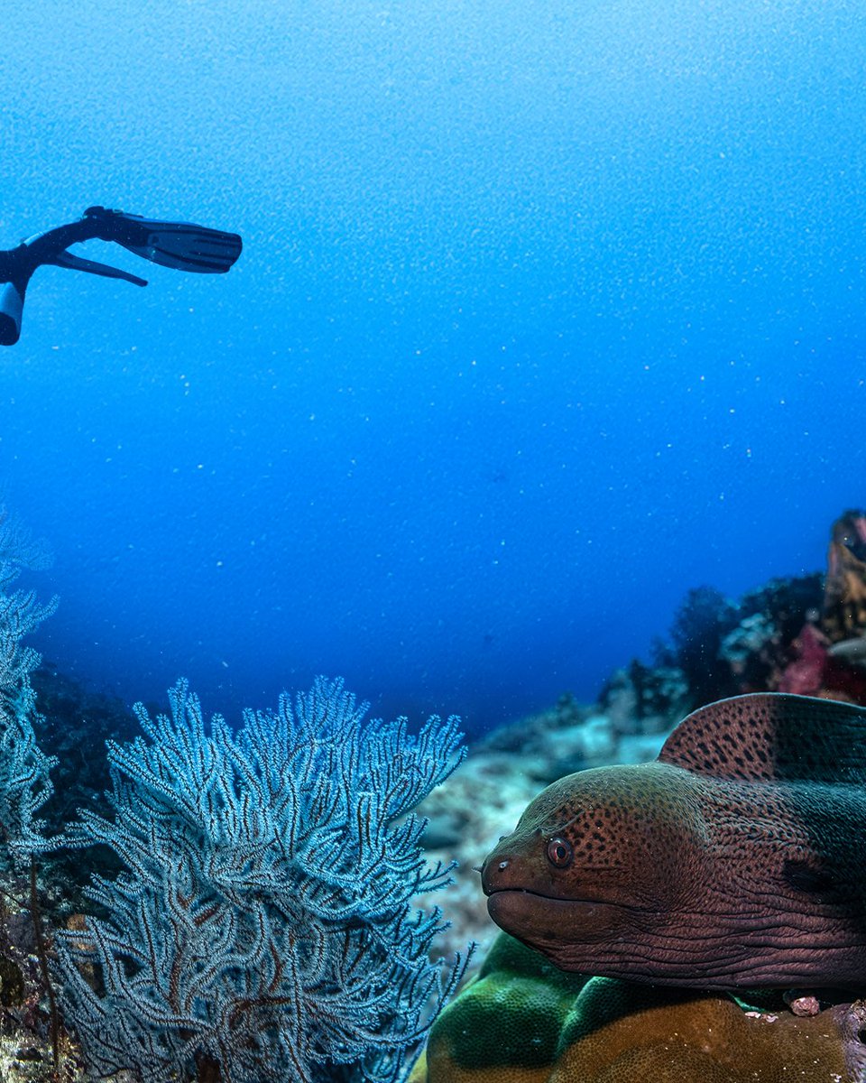 Kuredu Island Resort & Spa tweet media