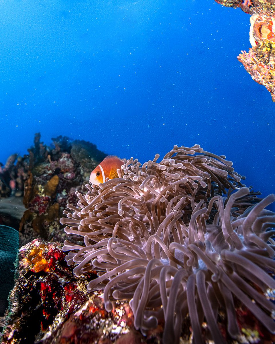 Kuredu Island Resort & Spa tweet media