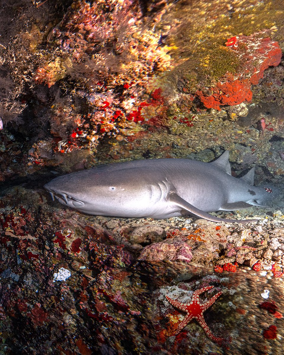 Kuredu Island Resort & Spa tweet media