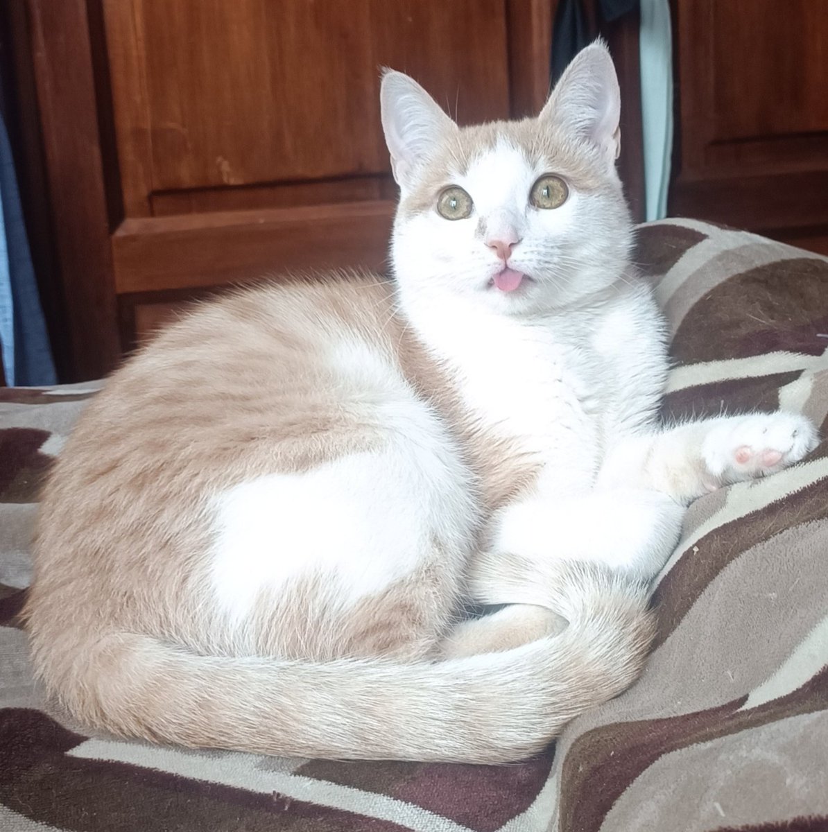 Joloza98's tweet photo. Pregunta sería....
A alguien más se le buguea el gato y se le queda con la lengua afuera como por media hora, o es solo la mía que está mal configurada??? https://t.co/PTqjcQjszb