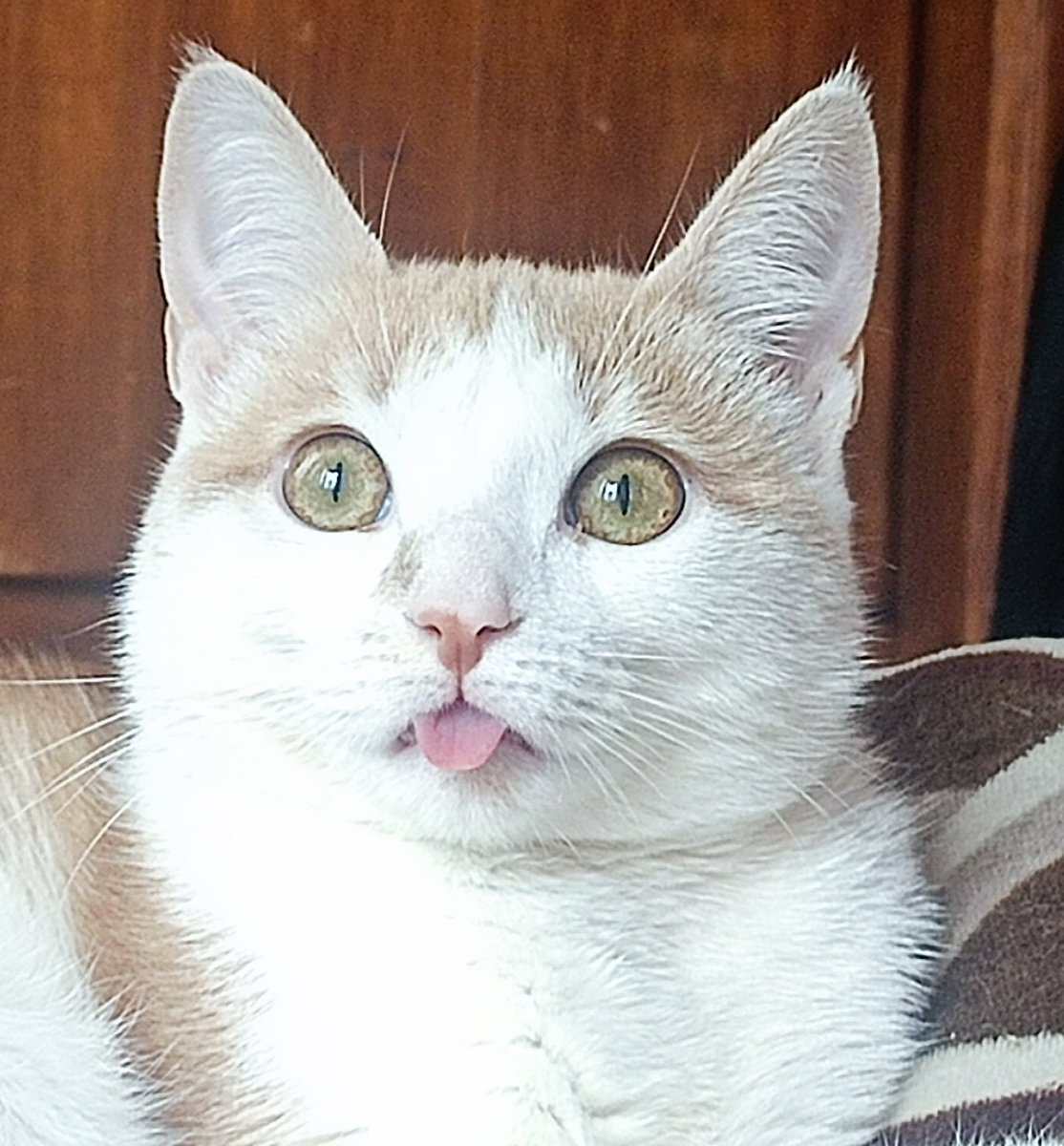 Joloza98's tweet photo. Pregunta sería....
A alguien más se le buguea el gato y se le queda con la lengua afuera como por media hora, o es solo la mía que está mal configurada??? https://t.co/PTqjcQjszb