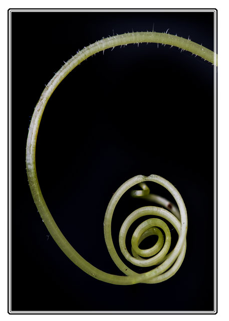 photos_dsmith's tweet image. #twirly, a #plant attempts to #latch onto #anything it can to #expand its #territory. The #fibres of the #stem hold onto and #curl around anything and #everything. Shot in the @photos_dsmith #studio in #Cheshire #Macrohour #macro #photography #plantphotography #flowerphotography
